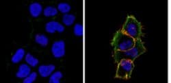 CCRL2 (Mouse) Rat anti-Mouse, Clone: BZ5B8, MilliporeSigma 100 &mu;g;Unconjugated:Antibodies,
